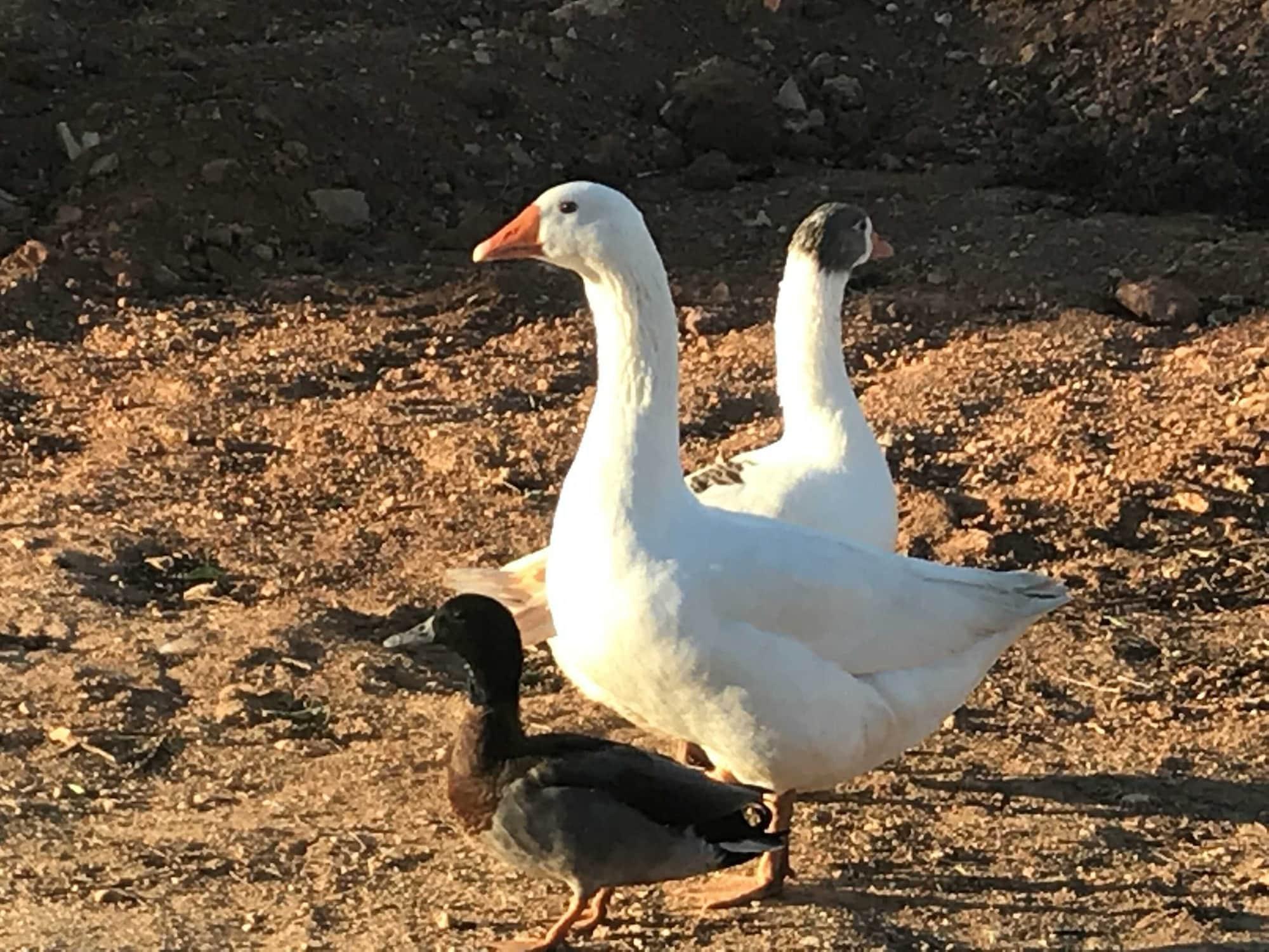 Agroturisme Son Barcelo Mas Campos  Dış mekan fotoğraf