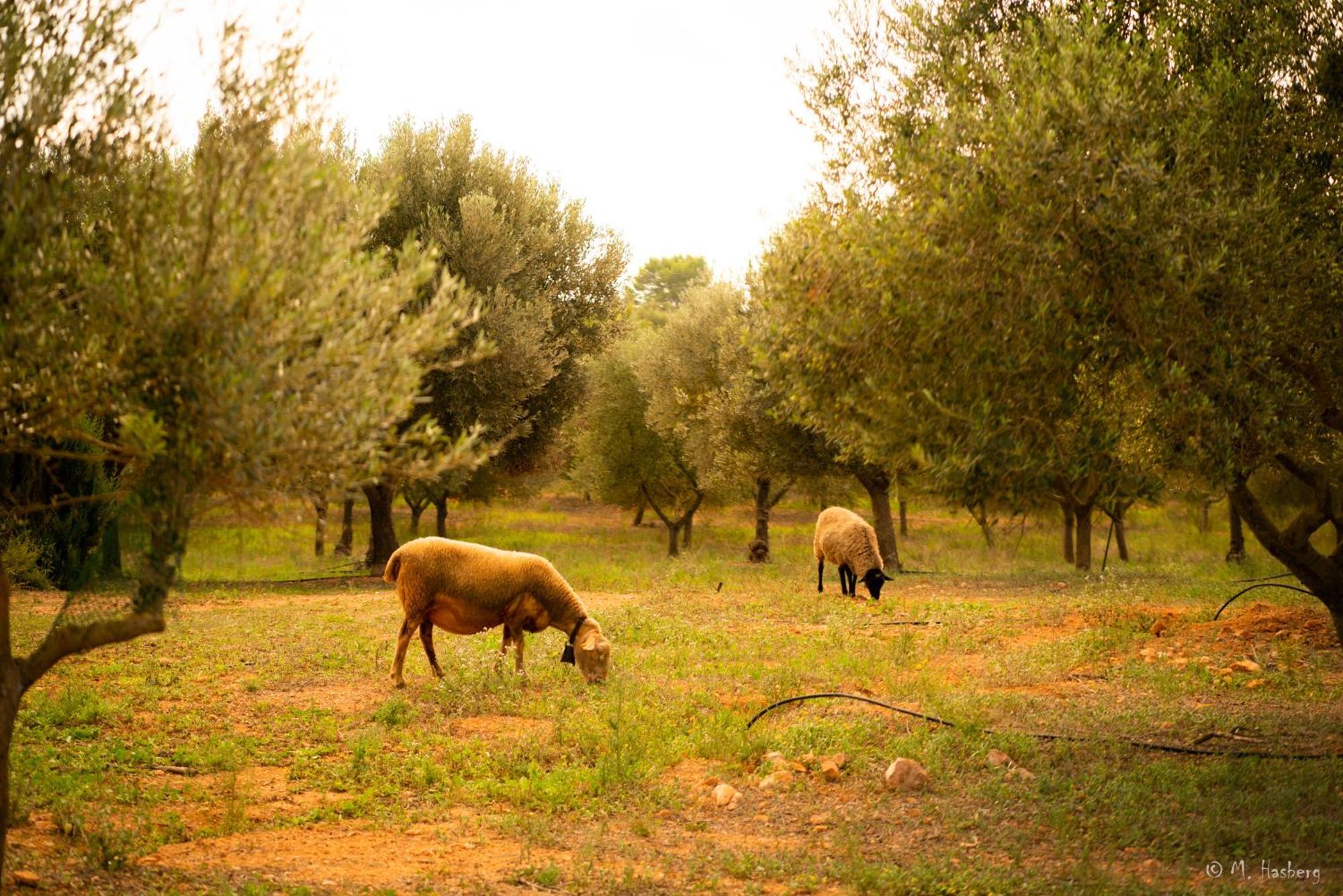 Agroturisme Son Barcelo Mas Campos  Dış mekan fotoğraf